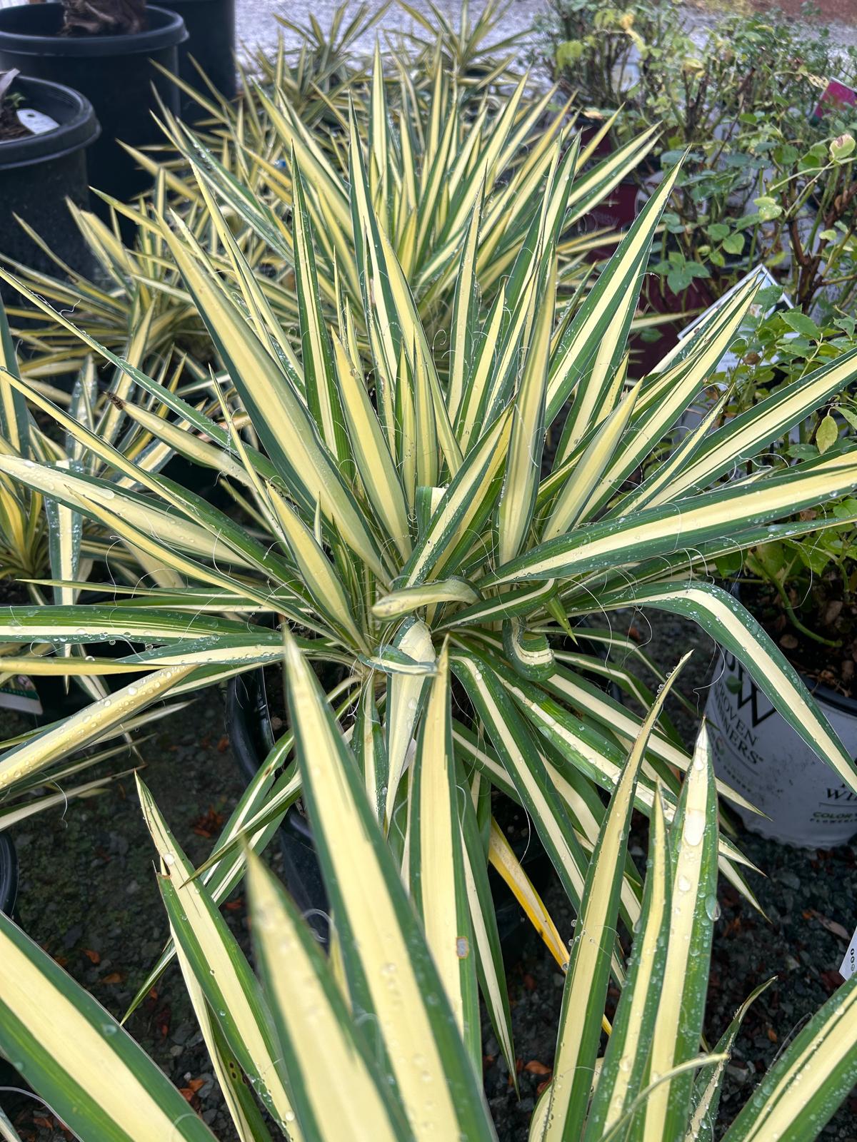 IMG-20241114-WA0022
